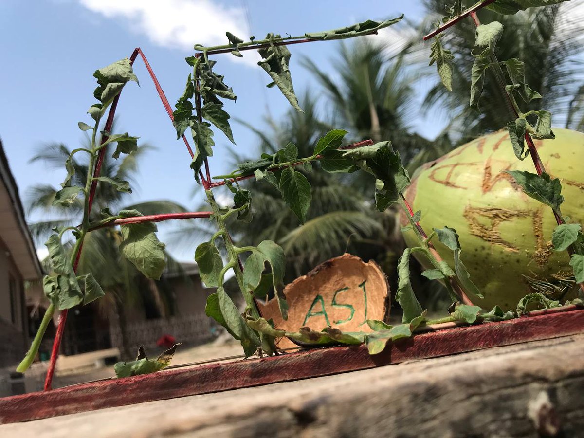 AkintunMax's tweet image. THE FREE WILL OF CHOICE AND CONTROL
Freedom of choice to own and control is supreme. The freedom that comes with exploring and appreciating nature and its fruits is invaluable. 
@Snetafrica @SingularityNET @ASIAlliance_ @SNET_Ambassador #SingularityNet #ASIinAfrica