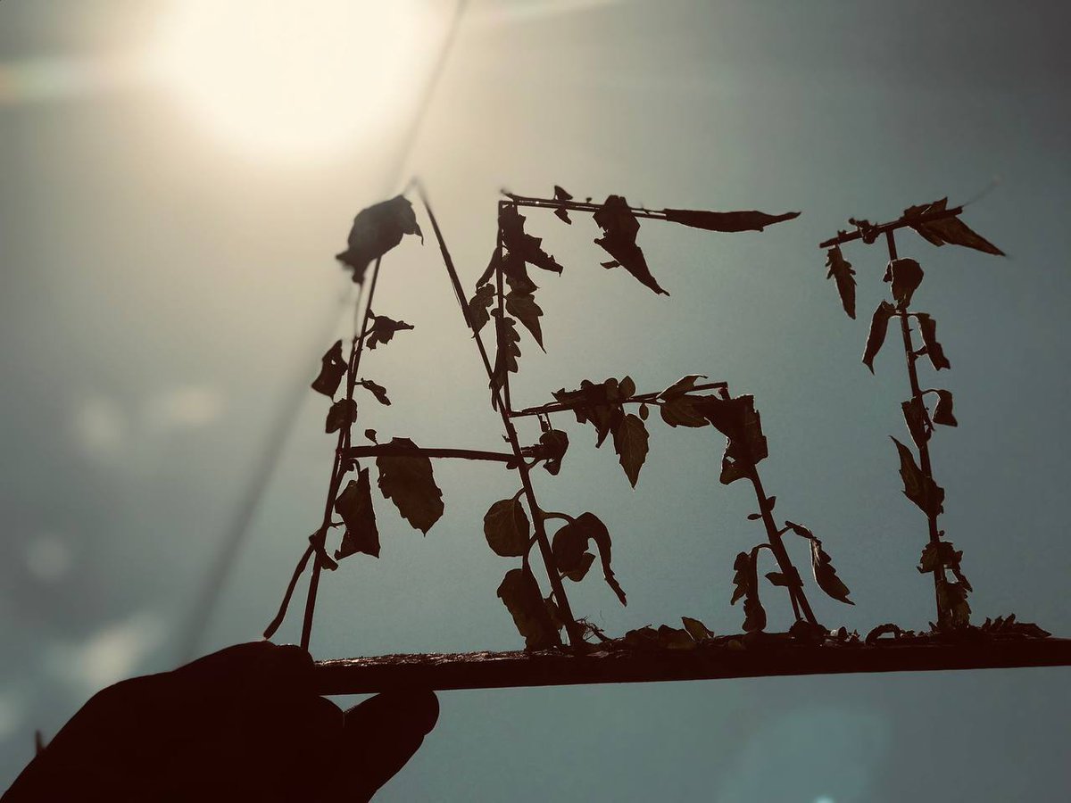 AkintunMax's tweet image. THE FREE WILL OF CHOICE AND CONTROL
Freedom of choice to own and control is supreme. The freedom that comes with exploring and appreciating nature and its fruits is invaluable. 
@Snetafrica @SingularityNET @ASIAlliance_ @SNET_Ambassador #SingularityNet #ASIinAfrica