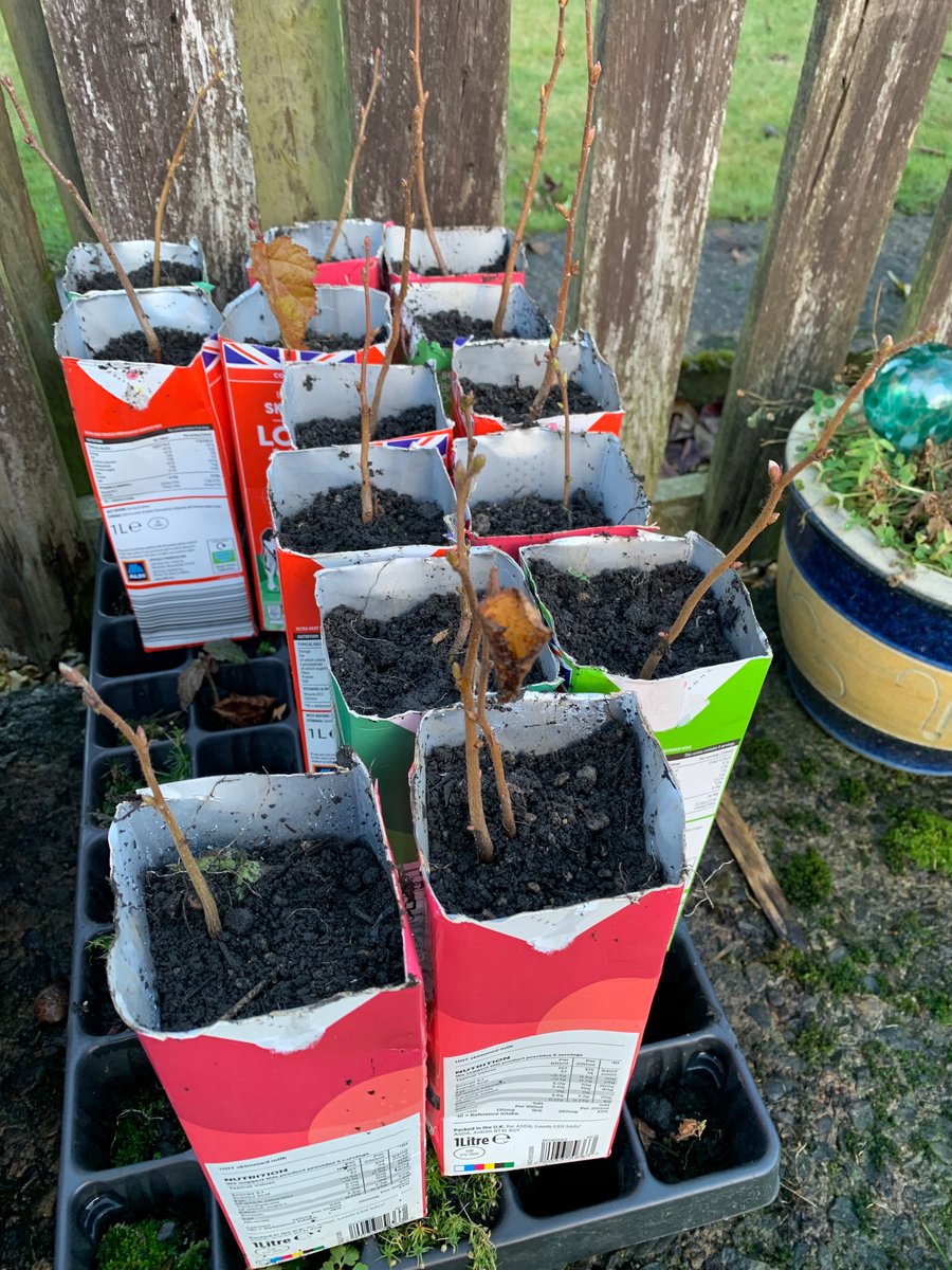 EKkoulla's tweet photo. That’s the little hazel trees transplanted. ❤️ 🌳
#Seeds2trees #trees https://t.co/HKzkDq4VYa