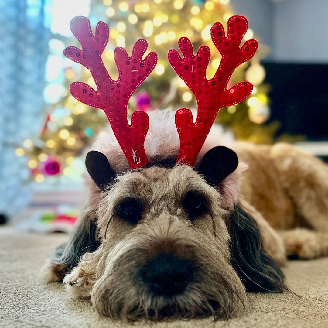 Hello December, from our #CMBPets of the month, Layla: cmbinfo.com/wp-content/upl…