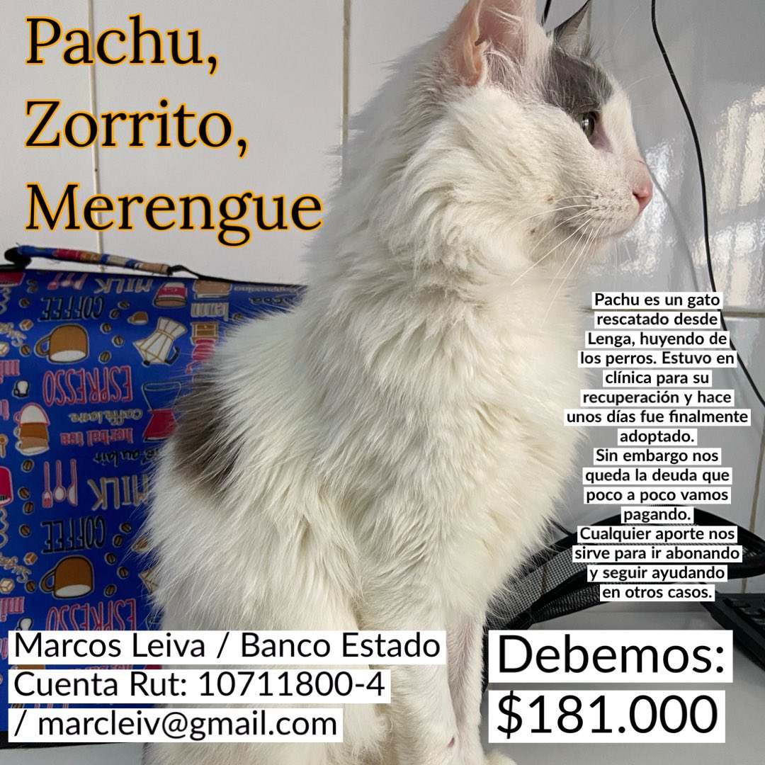 Cassata20's tweet photo. ¿Recuerdan a Pachu?
Hace unos días pasamos por fuera de su edificio y ahí estaba siendo regaloneado por su humano.
Ahora se llama Merengue 💅 
Aún nos queda por pagar su deuda en clínica. Mes a mes hemos ido abonando de $50.000. https://t.co/0cDsfo6QRF