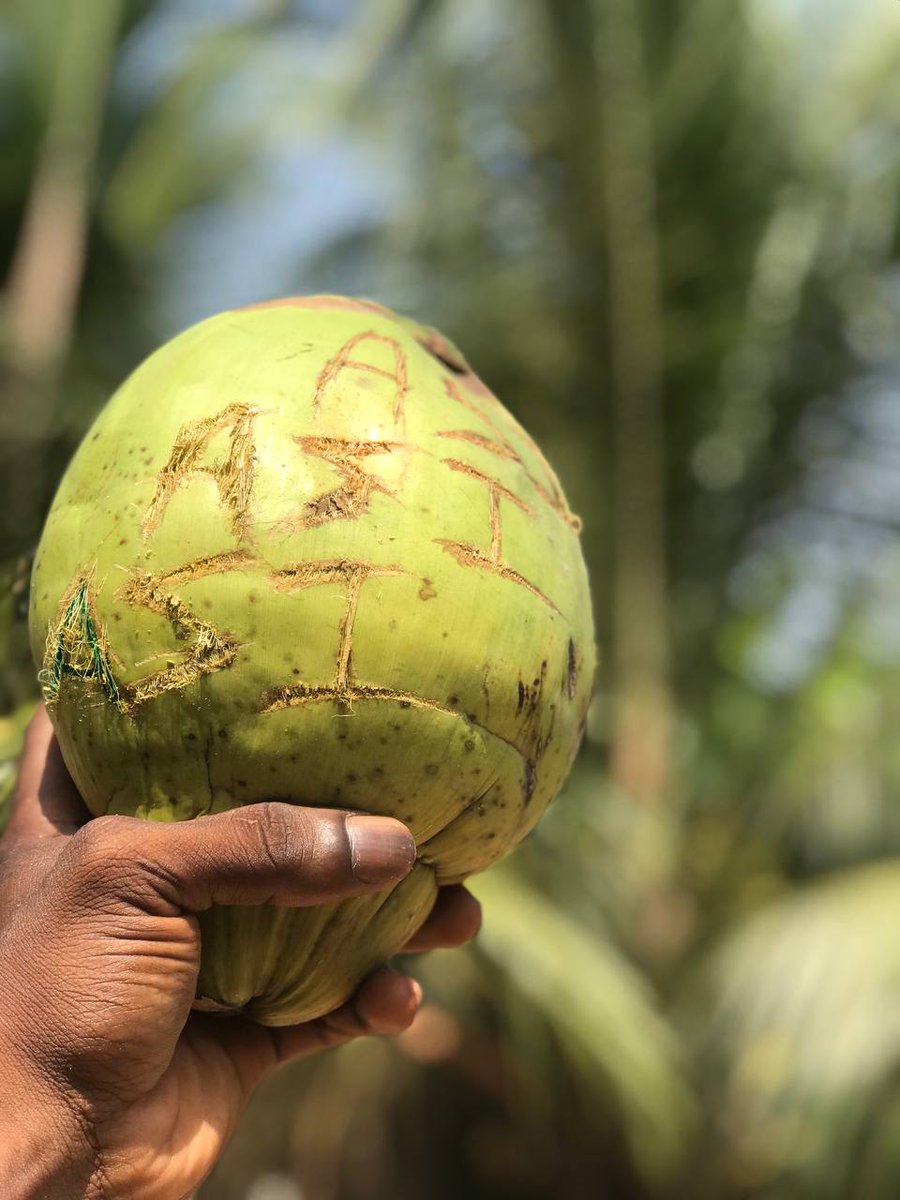 AkintunMax's tweet image. THE FREE WILL OF CHOICE AND CONTROL
Freedom of choice to own and control is supreme. The freedom that comes with exploring and appreciating nature and its fruits is invaluable. 
@Snetafrica @SingularityNET @ASIAlliance_ @SNET_Ambassador #SingularityNet #ASIinAfrica