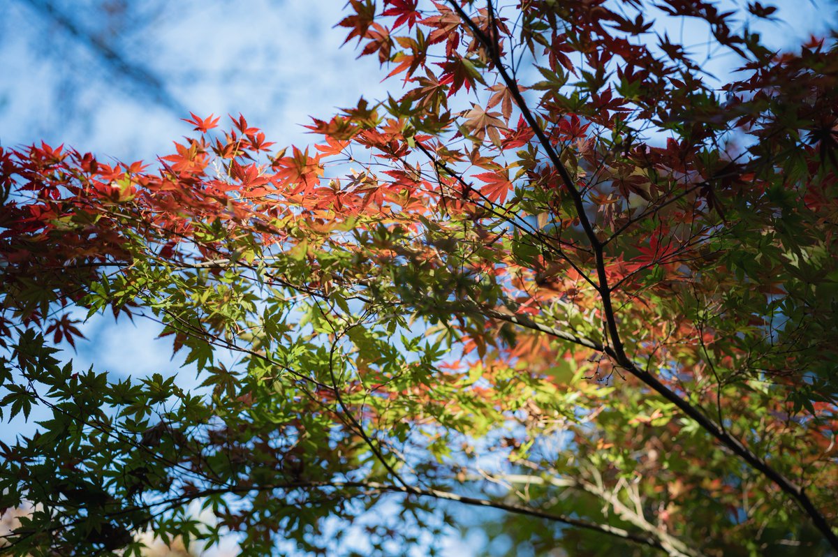 tako__photo's tweet photo. #Loxia #Zeiss https://t.co/McRm0645kd