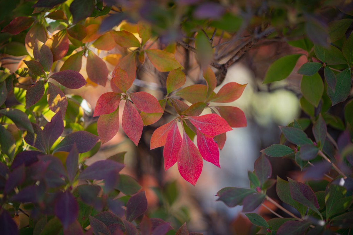 tako__photo's tweet photo. #Loxia #Zeiss https://t.co/McRm0645kd