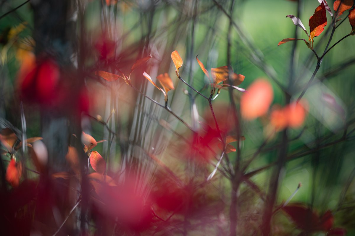 tako__photo's tweet photo. #Loxia #Zeiss https://t.co/DKJaFUsGSf