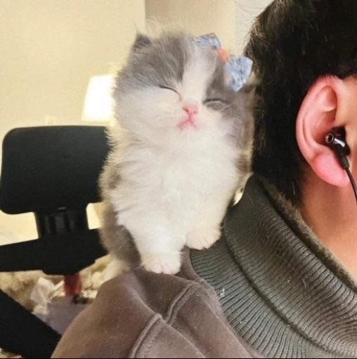 Catsillyness's tweet photo. Shes smol and cute https://t.co/otGW0WgOPS