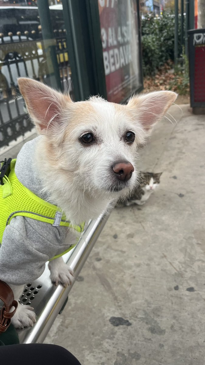 arkandaki ucubyi siler nisiniz