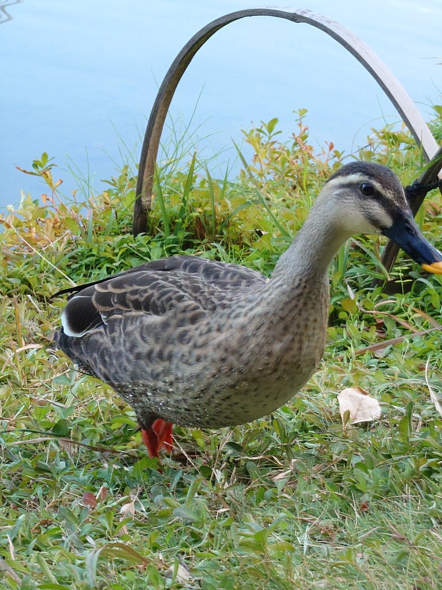 カモかわいい