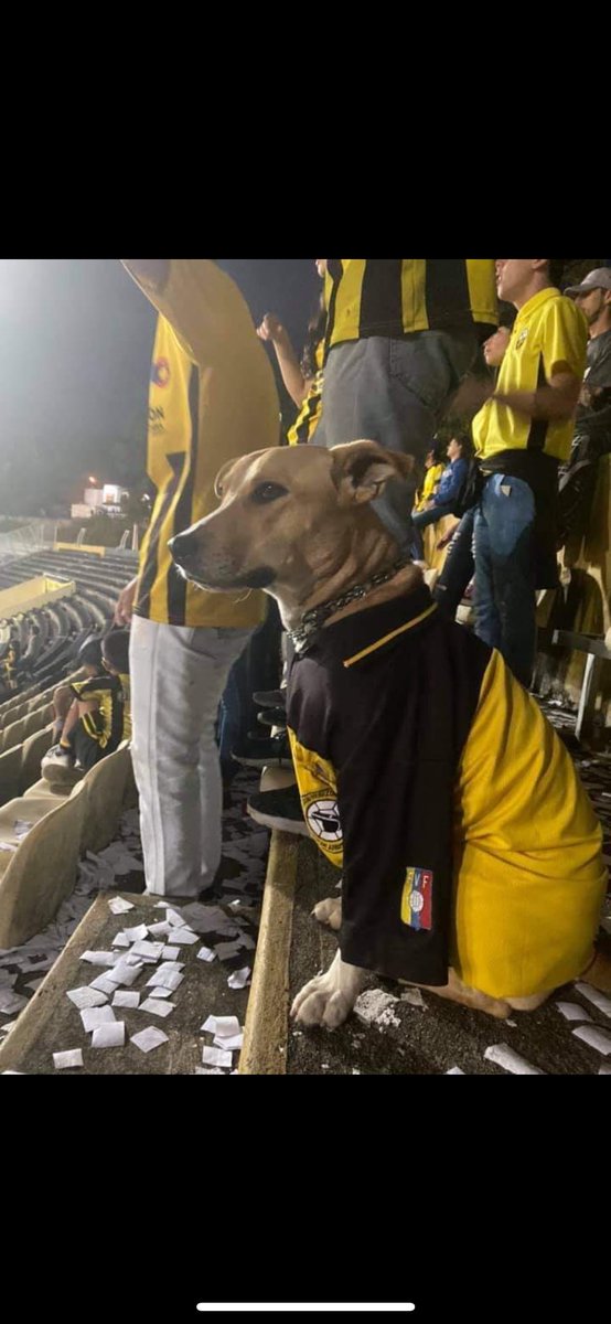 100% Aurinegro (@aurinegrosomos) on Twitter photo 
