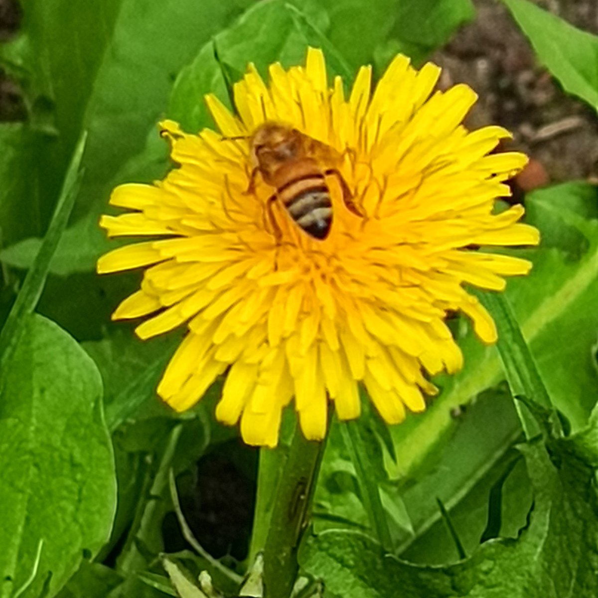 catapatino's tweet image. El diente León y la abeja.
Lindos colores 💚💛
#DeMiJardin
#FotoConElMovil
#InfinixNote30pro