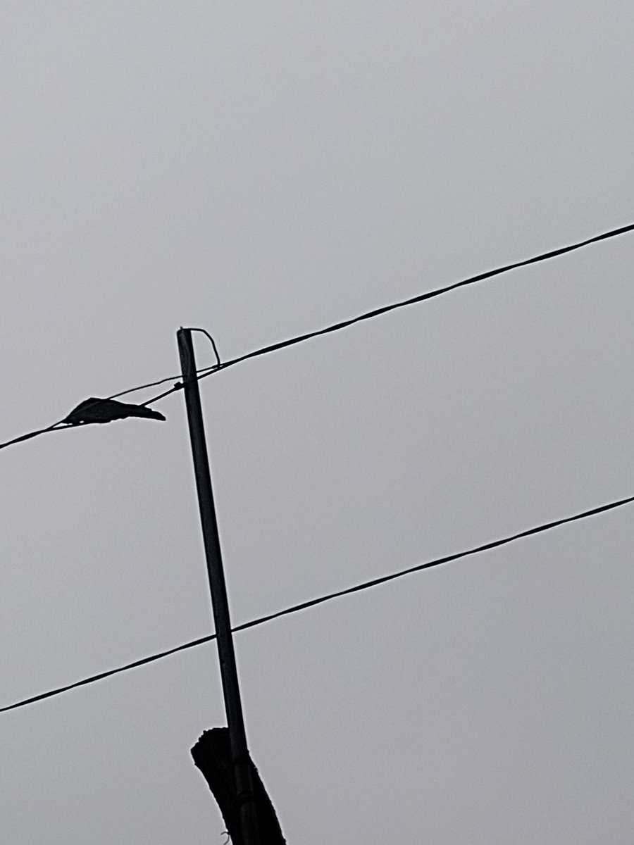 azgar123's tweet photo. @CFE_Contigo Éste es el cable de mi vecino y de allí conectaron la mía. 
Por lo qué mi servicio de luz es ineficiente en mi hogar. 
De verdad me urge me solucionen. https://t.co/0LJ236jkOx