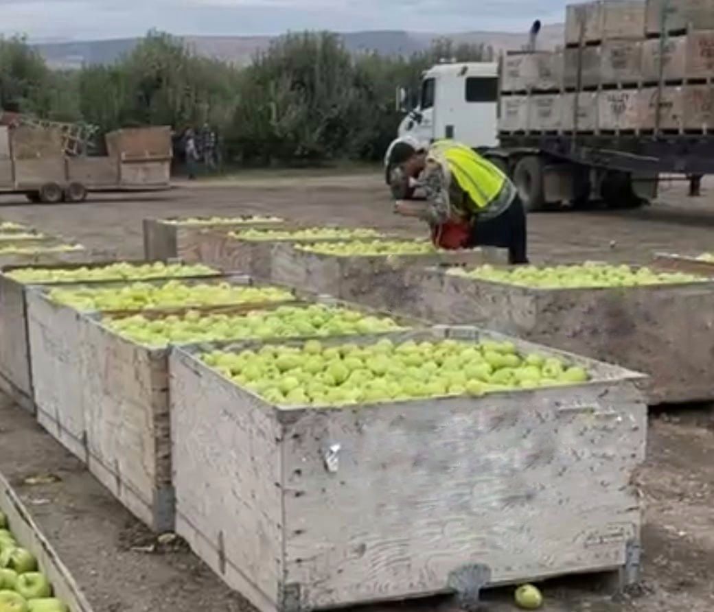 Julio works in the apples in Yakima WA. He has been a forklift driver for 20 years and shares, "My coworkers pick the apples. My job is to check that is everything is okay before I take them to the packing house. " #WeFeedYou