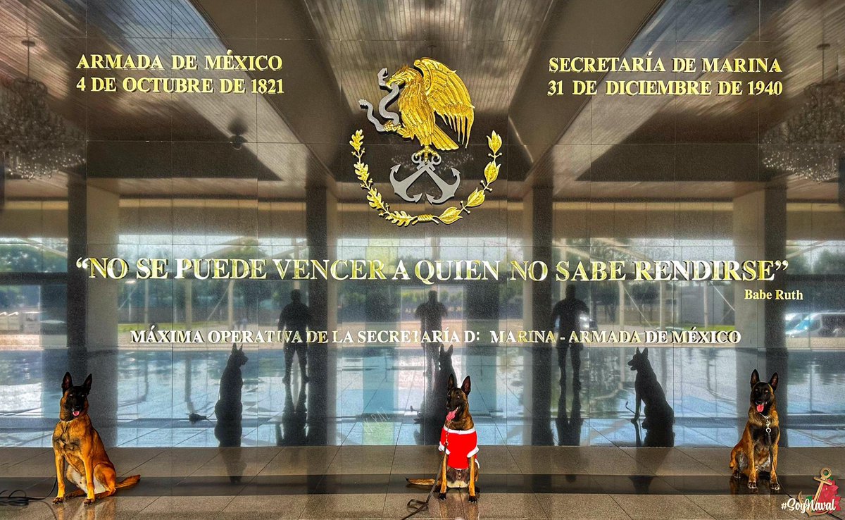 SEMAR_mx's tweet photo. Desde el Cuartel General del Alto Mando #CUGAM, Ícaro, Isamo y Huapango, le dan la bienvenida al mes de #Diciembre, deseando traiga consigo buena mar, mejores vientos y unión familiar.
#BuenosDías
#CaninosNavales
#BinomiosCaninos
#ParaServirAMéxico
#BienvenidoDiciembre https://t.co/ggn9GTzzLS