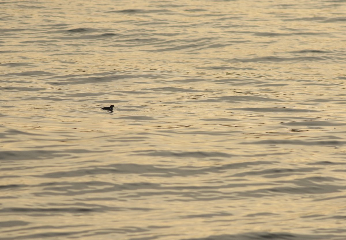 For #SuperSeabirdSunday, test your ID skills with these silhouetted #Scarborough South Bay sea-swimmers from Thursday! Answers (and slightly better photos) at northernrustic.blogspot.com/2024/12/scarbo…