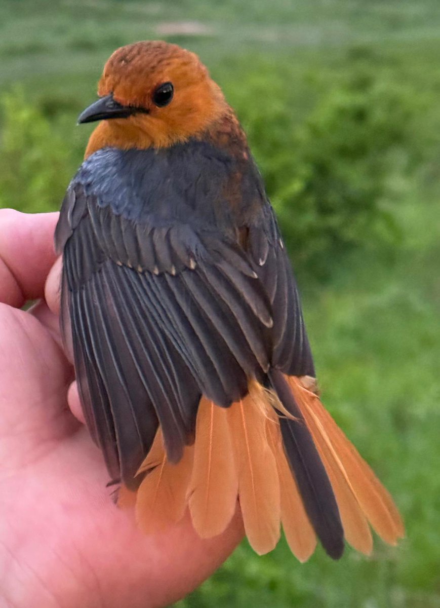 A Rocha Kenya tweet media