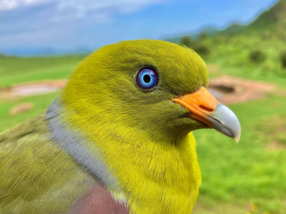 It was a THUNDERING storm last night lasting 4 hours of torrential rain and gale force winds. As predicted few migrants (114) but a Euro Cuckoo, Gldn Oriole &amp; stonking Afros esp 4 Green Pigeons, a Red-capped Robin Chat &amp; Cut-throat Finch.