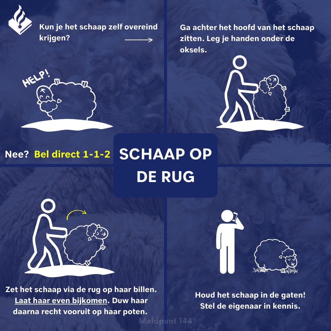 Meldpunt144's tweet photo. 🐑Een #schaap op de rug is in levensgevaar!🐑

Kun je haar zelf overeind zetten? Volg dan de stappen in de afbeelding.

Lukt dit niet? ☎️1-1-2! Geef indien mogelijk het 12-cijferige #oormerknummer door.

Dierenmishandeling of -verwaarlozing melden? 
🌐 https://t.co/m8G8Uo54or https://t.co/9X0GF1qIc3
