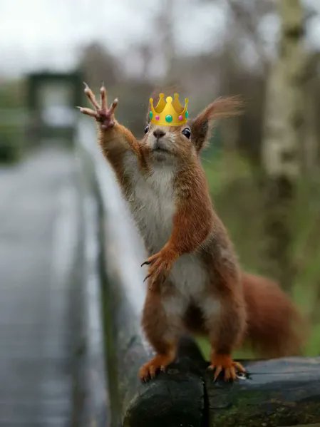 KPNUT_on_KASDAG tweet media