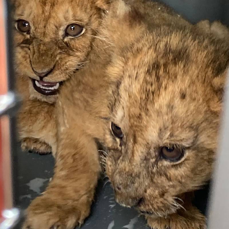 GROTE REDDING: Vandaag konden we 12(!) leeuwen, waaronder 9 welpen, uit een Frans circus halen. We zijn erg blij dat we deze dieren een betere toekomst kunnen bieden, want ze waren bestemd voor de illegale handel. Veel dank aan @codeanimal ➡️ bit.ly/AAP-12leeuweng…