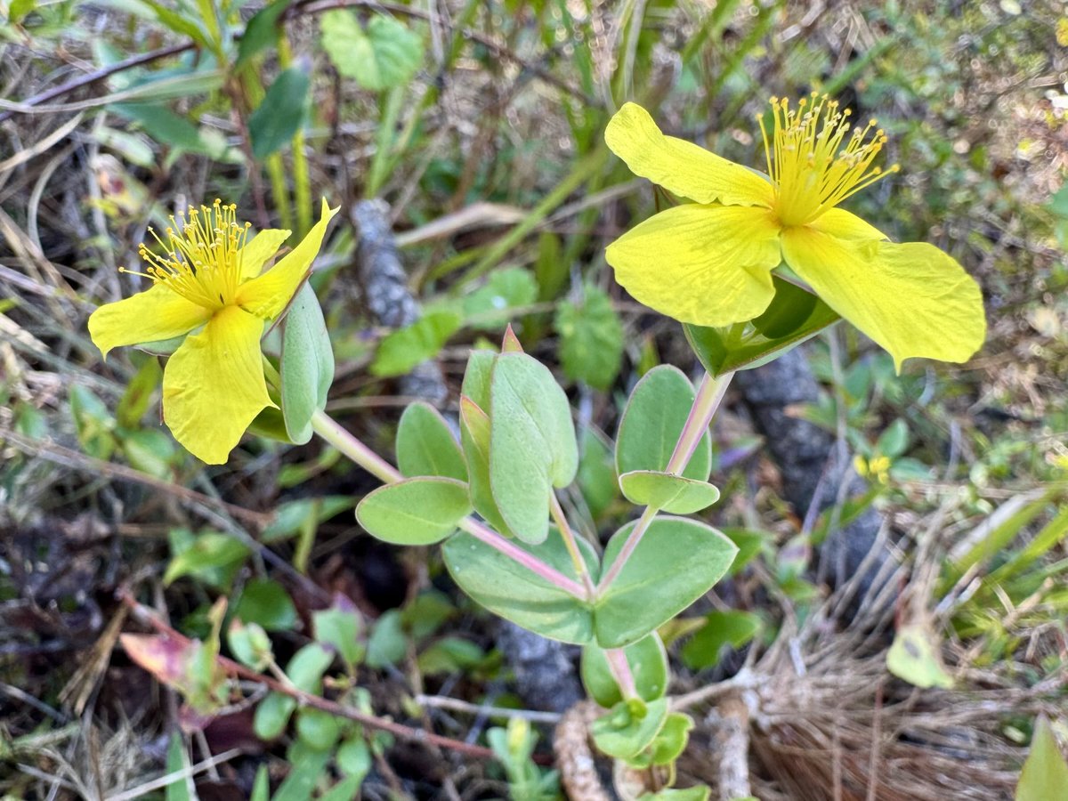 OviedoNature's tweet photo. Fourpetal St. Johnswort grows throughout #Florida &amp; is known for its clasping leaves. #Sundayyellow #nativeplant https://t.co/QvecwpGldE
