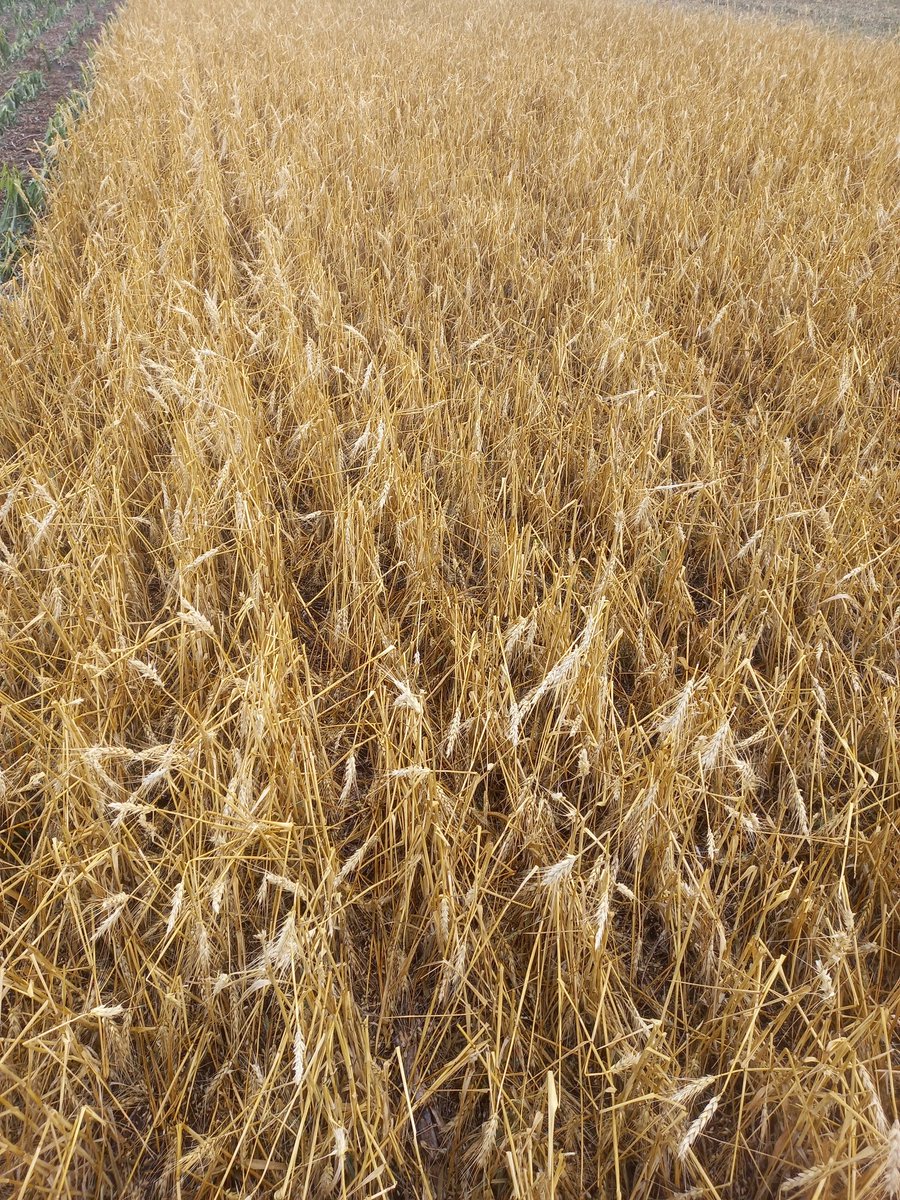 Venía encaminada la campaña, hasta que de repente perdes todo en 15 minutos..