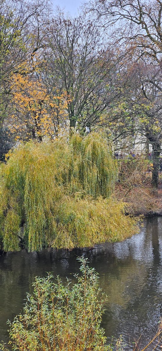 St James's Park in autumnal glory