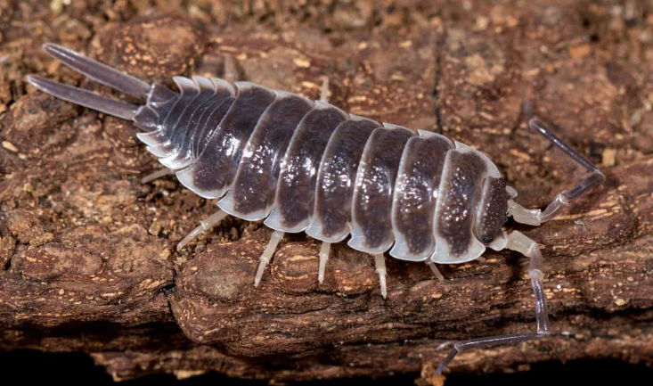 __valerist's tweet photo. @MuscularAutist there are so many good ones but ill go with titan isopods https://t.co/4J95EVWG55