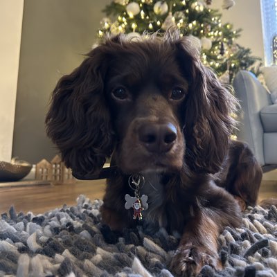 #NewProfilePic #1stDecember 
Merry Woofmas everyone 🐾🌲