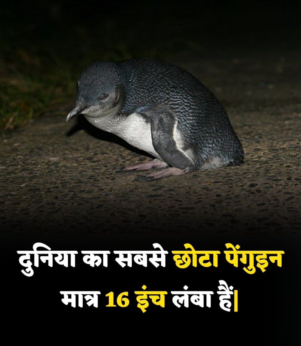 KaranJatav37746's tweet image. Fact hub #fact #facthub #amezingfact