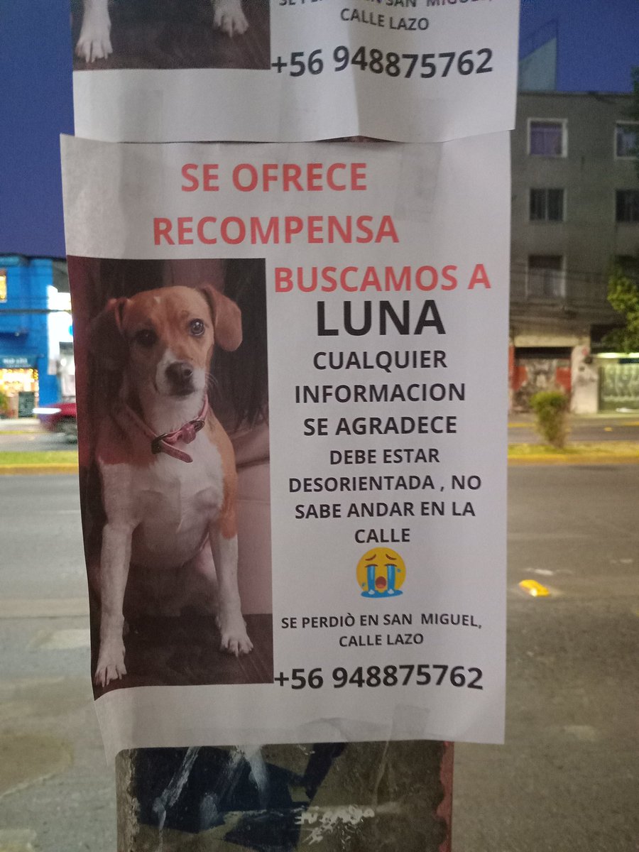 VillalobosJara's tweet photo. Se perdió esta perrita en San Miguel. https://t.co/6USVhVFtW5
