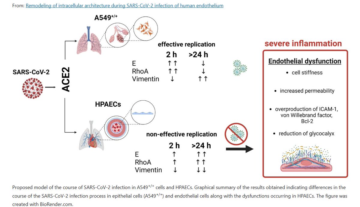 HarrySpoelstra's tweet photo. Remodeling of intracellular architecture during SARS-CoV-2 infection of human endothelium

‼️A special post for all those minimising morons: I have bad news for you, you’re going to need us more than you think! #C19IsNotOver #PreventionIsBetterThanPathology

➡️Clinical data indicate that COVID-19 causes cardiovascular complications, regardless of the severity of the disease. 

➡️In this work, we have shown that SARS-CoV-2 infection causes vascular dysfunction due to the modification of endothelial cell elasticity.

➡️The results presented in this paper show FOR THE FIRST TIME that SARS-CoV-2 infection directly changes endothelial elasticity and causes cytoskeletal reorganization which is related to the development of endothelial dysfunction.

➡️Endothelial dysfunction already the focus of many other high valued studies!

➡️Consequently, we believe that nonproductive SARS-CoV-2 infection associated with loss of the endothelium elasticity may be clinically relevant and result in dysfunction and damage to this tissue.

➡️This may contribute to a better understanding of the development of vascular complications in COVID-19 as well as the discovery of new directions of therapy.

‼️Changes in endothelial elasticity brings me directly to the development of post-C19 hypertension, for one!! Guess what multiple Sars2 reinfections might cause…. ,OMG, more of this, a MAJOR CVD risk factor!
https://t.co/BGT9P906LU