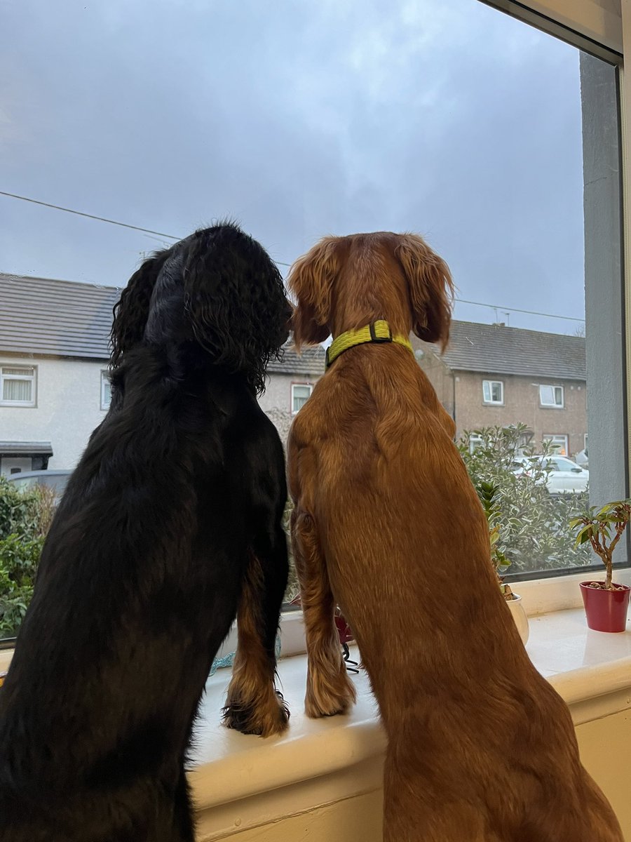 Looking for grandad. 🐾🐾🐾