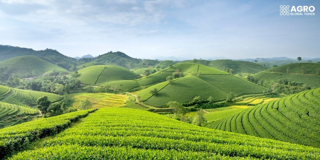 The sustainable future of nature is possible through the transformation of agriculture. 🌱

At Agro Global, we are carrying agriculture into the future while bringing a fresh perspective to investments with blockchain technology.
We are building an ecosystem that is both