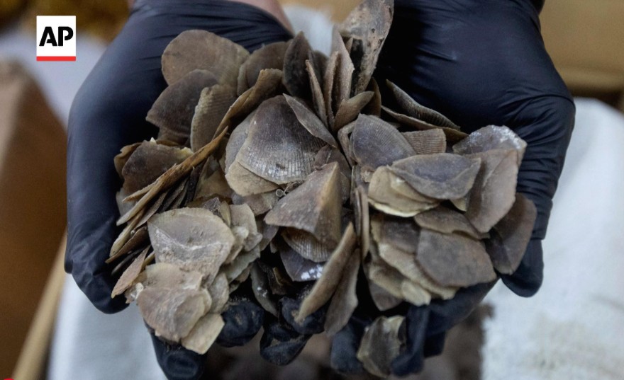 Industrial scale poaching &amp; smuggling of #pangolins continues. 1.2 tons of scales found in #Indonesia = 5,900 dead animals. Four arrested. Face severe penalties. Well done to the authorities but lots more to be done to #endwildlifecrime Via <a href="/AP/">The Associated Press</a> article bit.ly/4eWY3ha