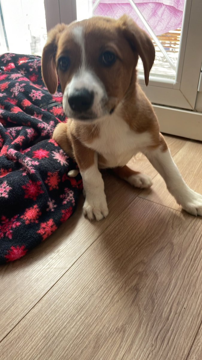 Se nos ha caído la familia que teníamos para Quinta, Twitter haz tu magia y ayúdanos a encontrarle una casita para siempre 🙏🏾