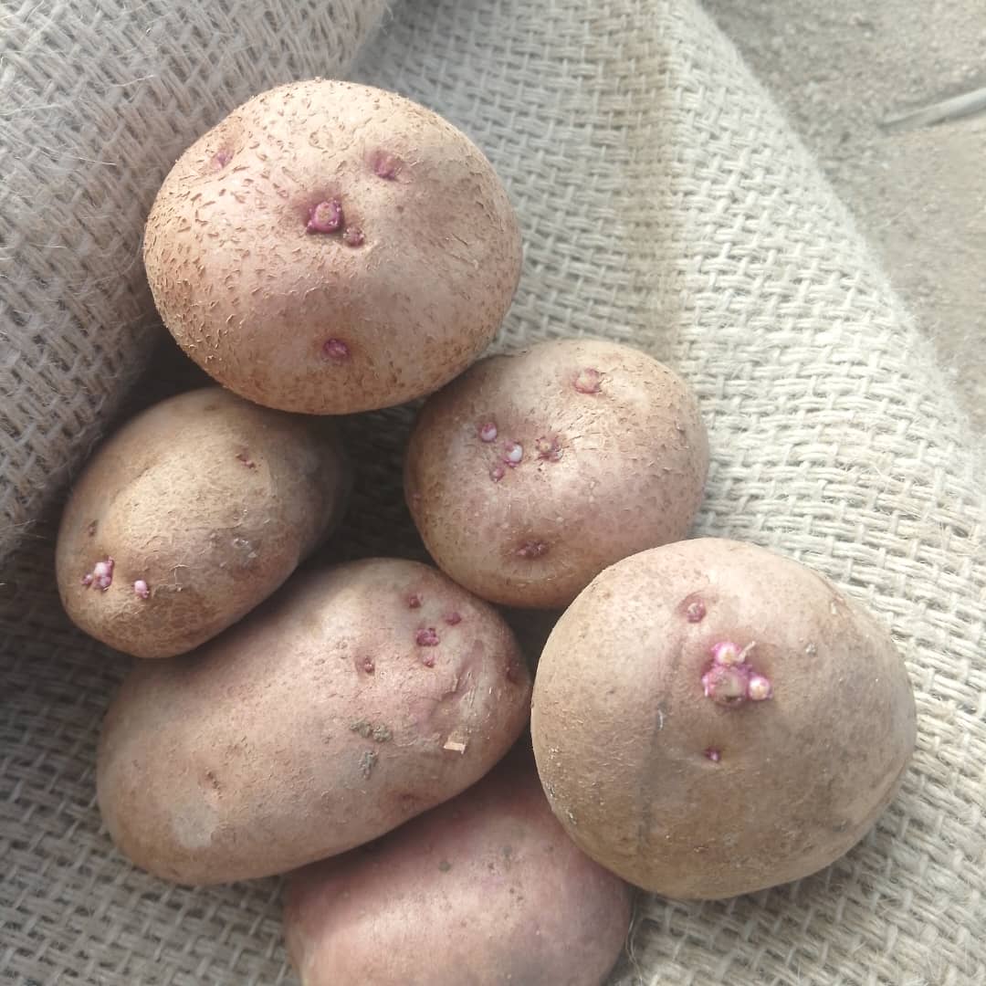 kasua_ta's tweet photo. Semence de pomme de Terre
Variete :Desire
Conditionnement : 25kg et 50kg
Provenance : Hollande
Fiche technique disponible
Livraison gratuite partout au niger
Contact whatsApp : (+227) 88.62.56.00 https://t.co/5hbT20Z7Zd