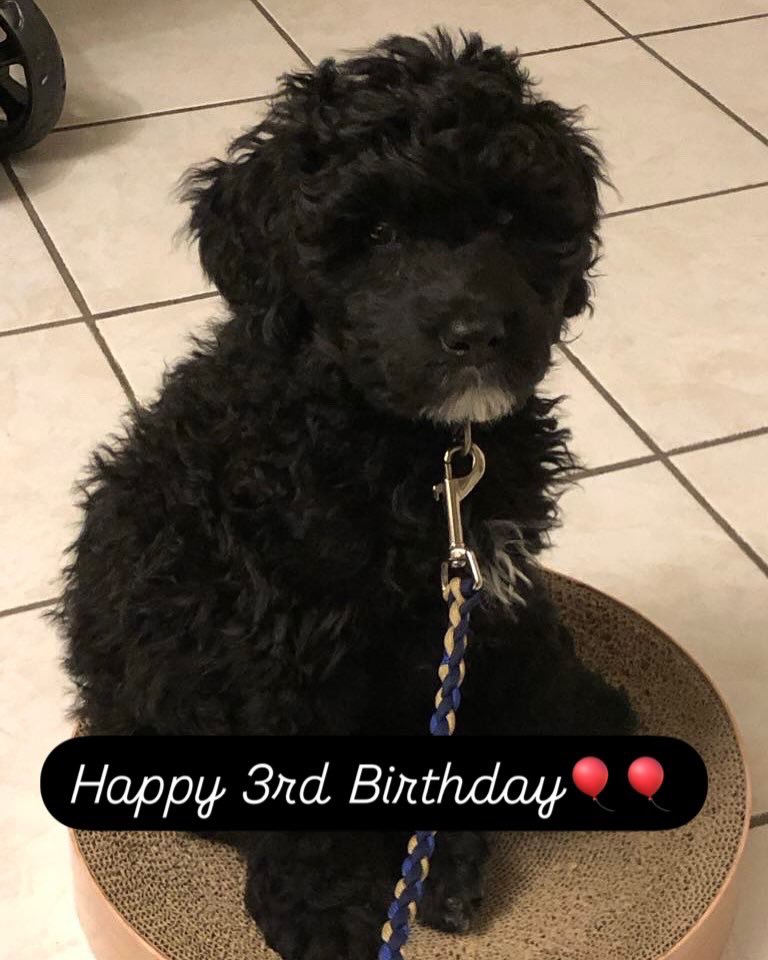 kathelburt's tweet photo. White Rabbits just didn’t see you coming!! 🐇Today, December 1st, I celebrate all 3 yrs of your amazingly sweet, silly & gentle soul. Time flies when the fun times are spent with you, my lovely, fluffy, curly coat, Portuguese Water Dog. 🐾❤️
#HappyBirthday #BaileyBoy #PuppyLove https://t.co/GUfBhbbJPI