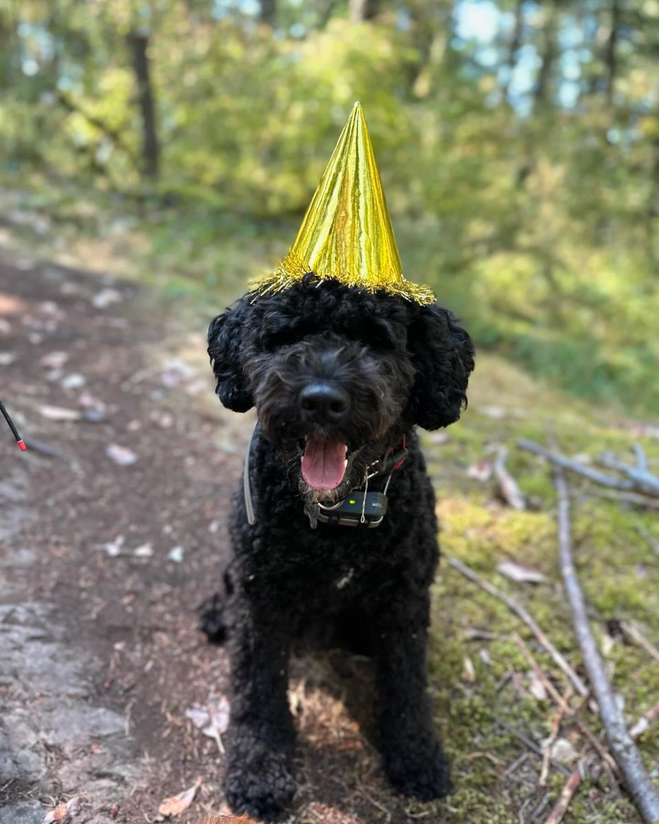kathelburt's tweet photo. White Rabbits just didn’t see you coming!! 🐇Today, December 1st, I celebrate all 3 yrs of your amazingly sweet, silly & gentle soul. Time flies when the fun times are spent with you, my lovely, fluffy, curly coat, Portuguese Water Dog. 🐾❤️
#HappyBirthday #BaileyBoy #PuppyLove https://t.co/GUfBhbbJPI