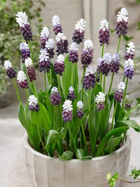 earth beauty tweet media