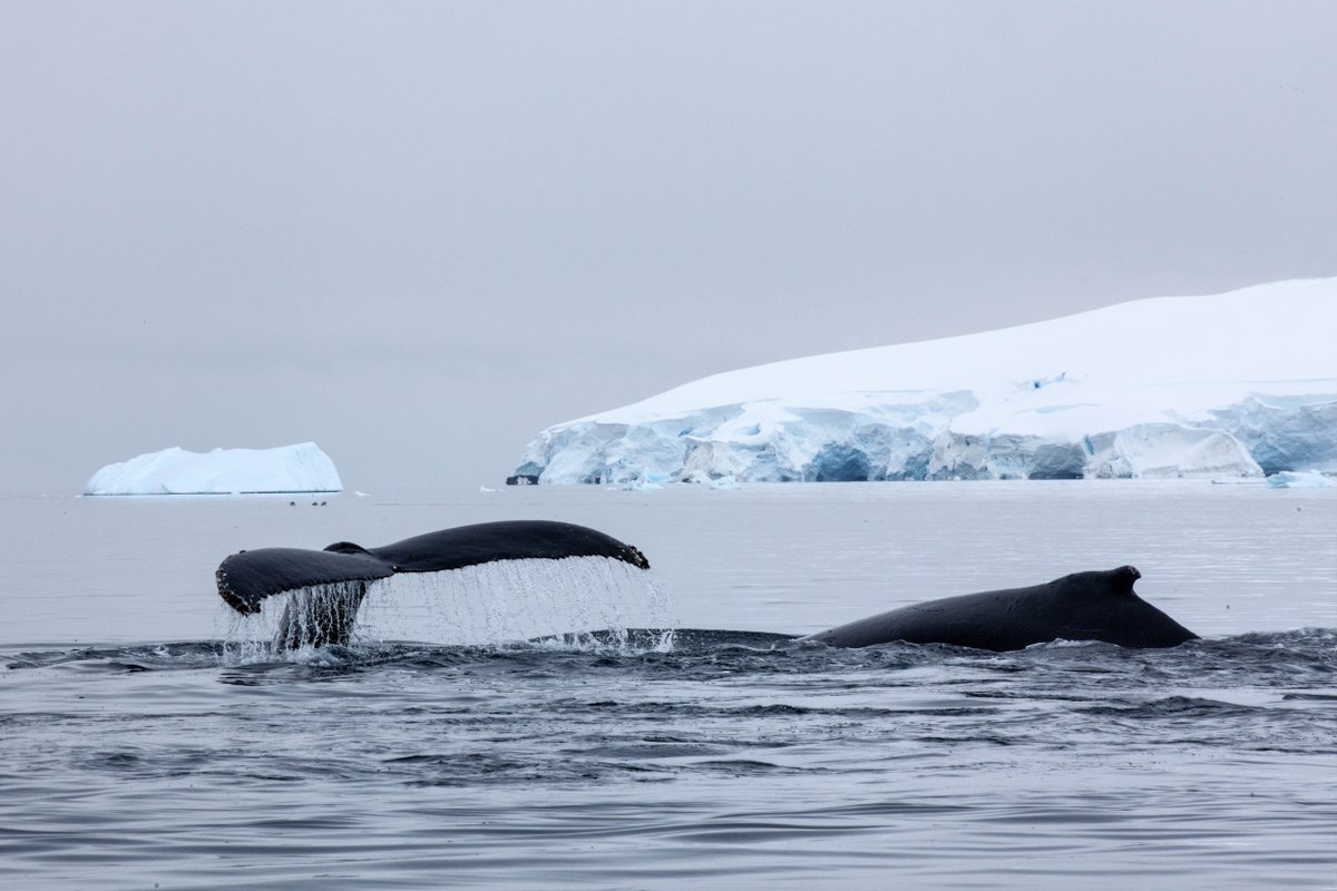 QuarkExpedition's tweet photo. Happy #AntarcticaDay! 🇦🇶 On this day in 1959, the Antarctic Treaty was signed by 12 nations, designating Antarctica as a nature reserve and committing signatories to the protection of the environment and its ecosystem.

📸:  Dr. Sam Crimmin

#AntarcticAmbassadors #Antarctica https://t.co/BRZsJVsUWA
