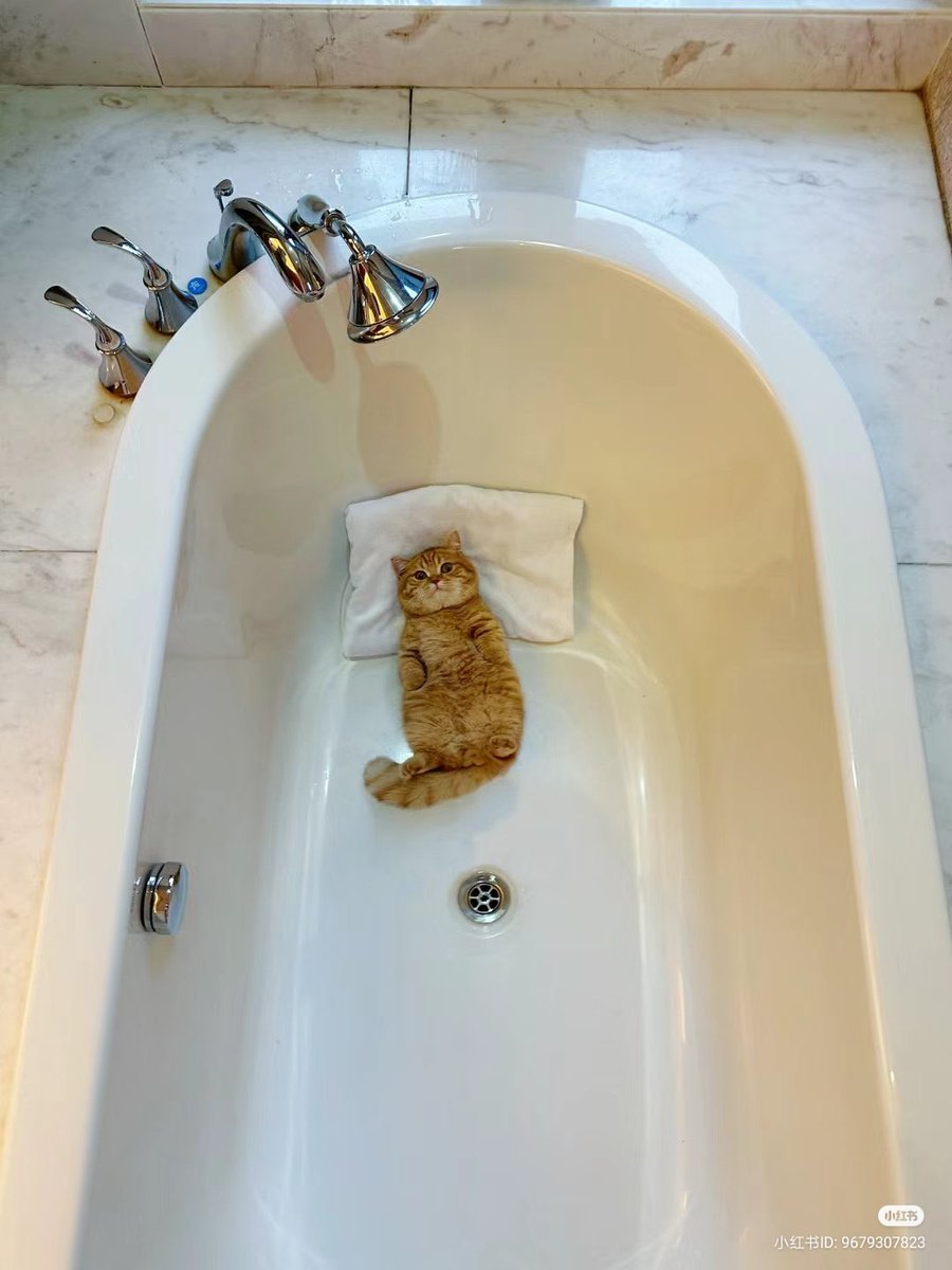 Catbilder's tweet image. Me when visitor