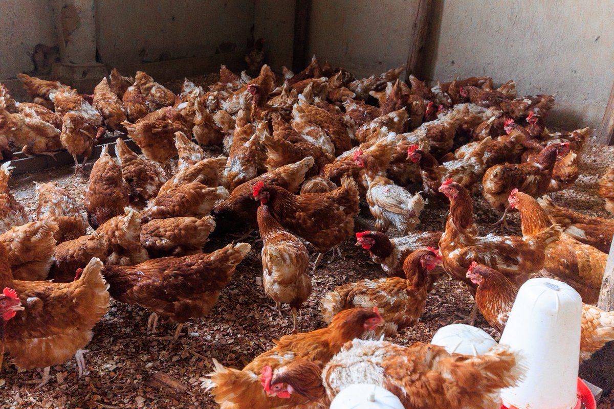 FAWERwanda's tweet photo. Today in the study trip, we visited Phionah Kirabo's poultry farm! 🐔
 It was incredible to see her journey from 15 chickens to 1,025 and her dedication to tackling malnutrition in her community. 
#FAWE
#WomenEmpowerment https://t.co/PK1fw4A3yl