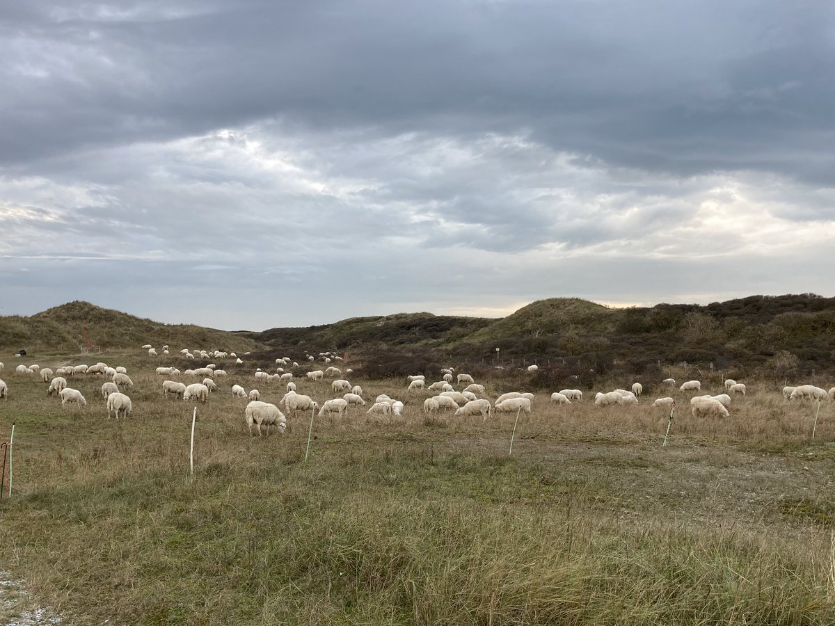 arnoldvanrhijn's tweet photo. Duinonderhoud @NPHollandsduin.
#schapenbegrazing #duinbehoud @duinlandschapNL https://t.co/M9neBuWwms