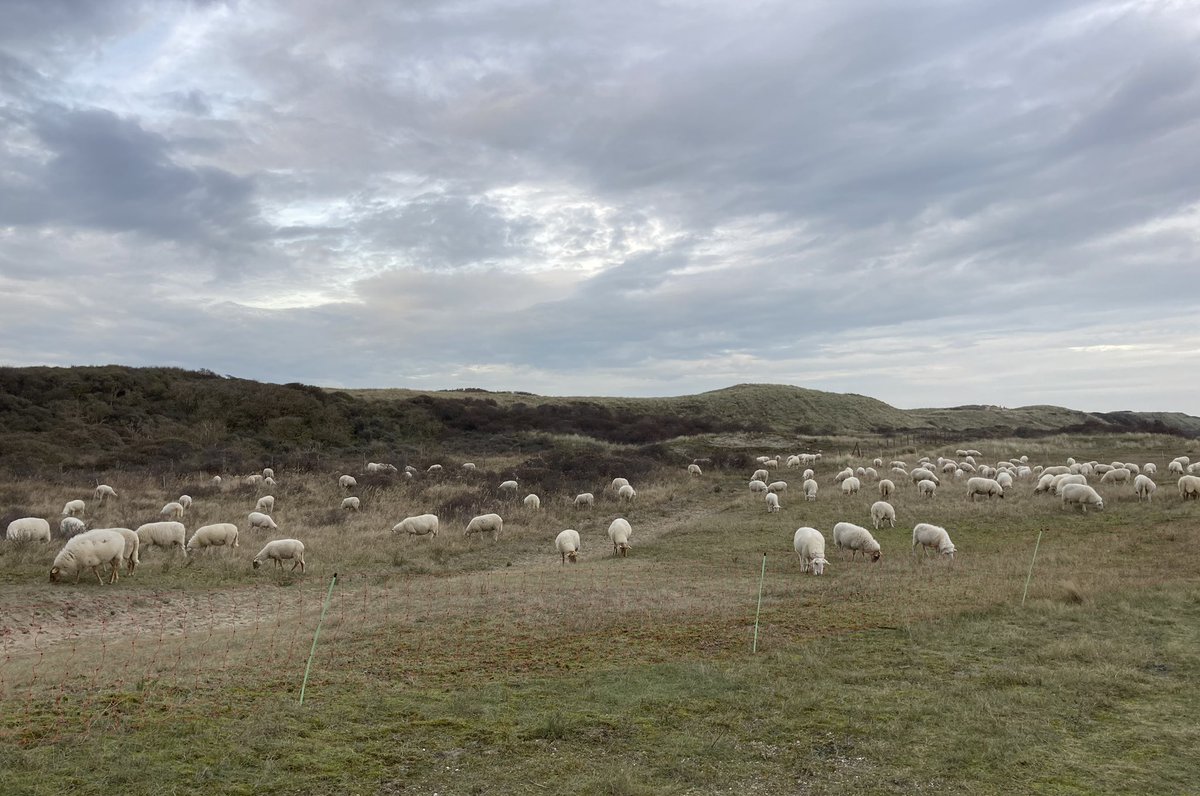 arnoldvanrhijn's tweet photo. Duinonderhoud @NPHollandsduin.
#schapenbegrazing #duinbehoud @duinlandschapNL https://t.co/M9neBuWwms