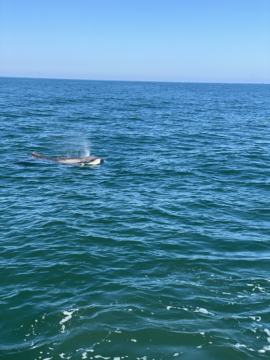 Throwback to March, when I got to really learn how to dolphin kick in Puerto Vallarta with Chrissy for our Honeymoon 🐬😄