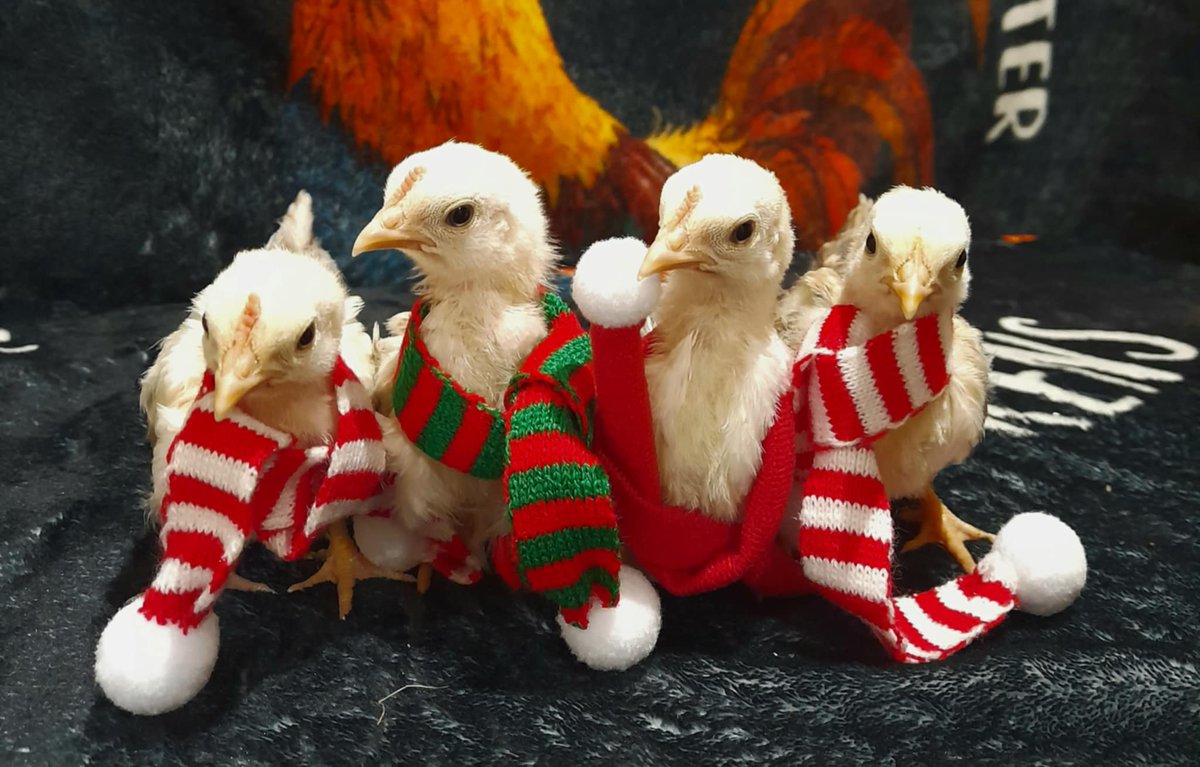 Basil1428 (@loubasil1428) on Twitter photo 