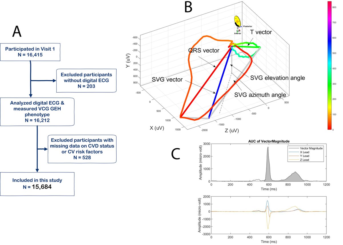 Larisa Tereshchenko, MD, PhD (@tereshchenkolab) on Twitter photo Sex Differences in Global Electrical Heterogeneity: The HCHS/SOL Study sciencedirect.com/science/articl… The female QRSTa, SAIQRST, and SVG are smaller than the male. The female SVG vector points farther downward and posteriorly than the male. <a href="/AHA_Research/">AHA Research</a> #cardiology #EPeeps Sex Differences in Global Electrical Heterogeneity: The HCHS/SOL Study sciencedirect.com/science/articl… The female QRSTa, SAIQRST, and SVG are smaller than the male. The female SVG vector points farther downward and posteriorly than the male. <a href="/AHA_Research/">AHA Research</a> #cardiology #EPeeps