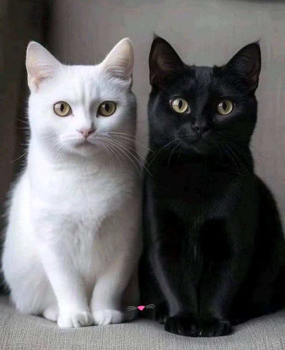 Blessed December to all 🤍🖤
Pinterest 📷