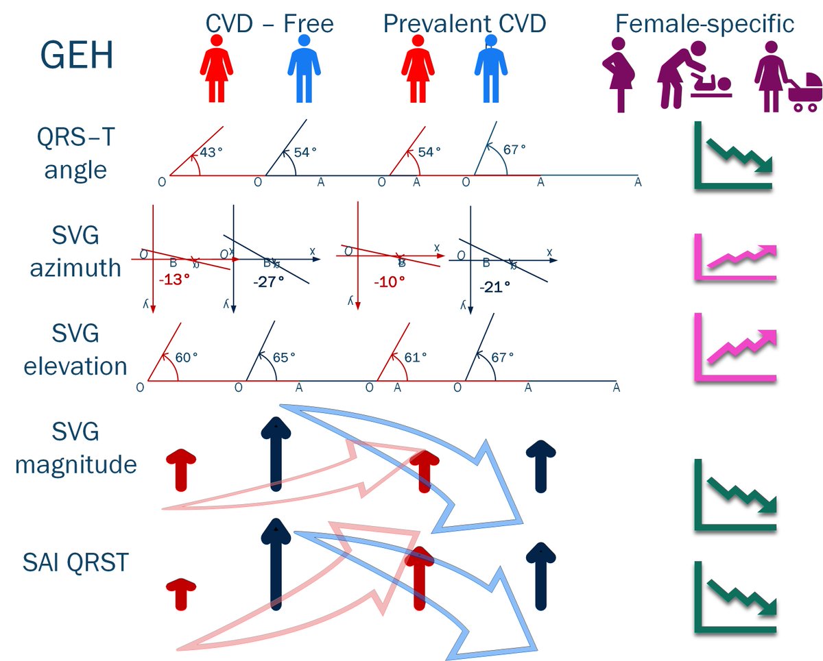 Sex Differences in Global Electrical Heterogeneity: The HCHS/SOL sciencedirect.com/science/articl… Sex modifies an association of prevalent CVD with SVGmag &amp; SAIQRST. In males, CVD manifests by smaller SAIQRST &amp; SVGmag. In contrast, in females, CVD manifests by larger SAIQRST &amp; SVGmag.