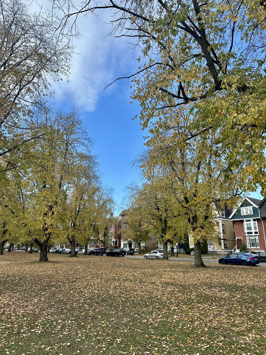 Annual reminder of how wacky Lake Effect snow bands can be. Green grass and blue skies in the city of Buffalo. 

Slightly different story where the Bills play, which is ~11 miles south of the city. Warm lake + cold air = 😵‍💫❄️